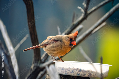 robin on a branch