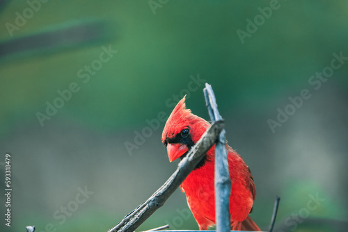 northern cardinal on stick