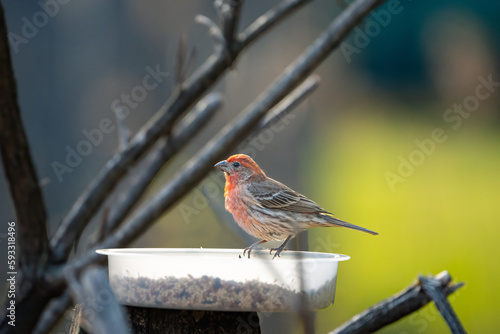 house finch on branch