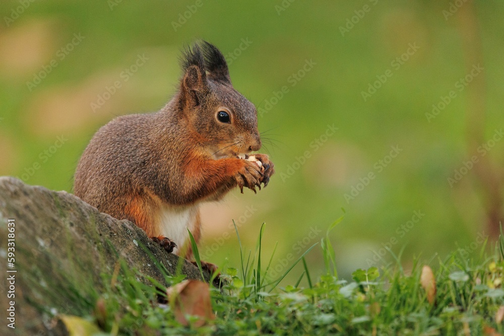 Closeup shot of the small squirrel eating nuts on the green grass Closeup shot of the small squirrel eating nuts on the green grass