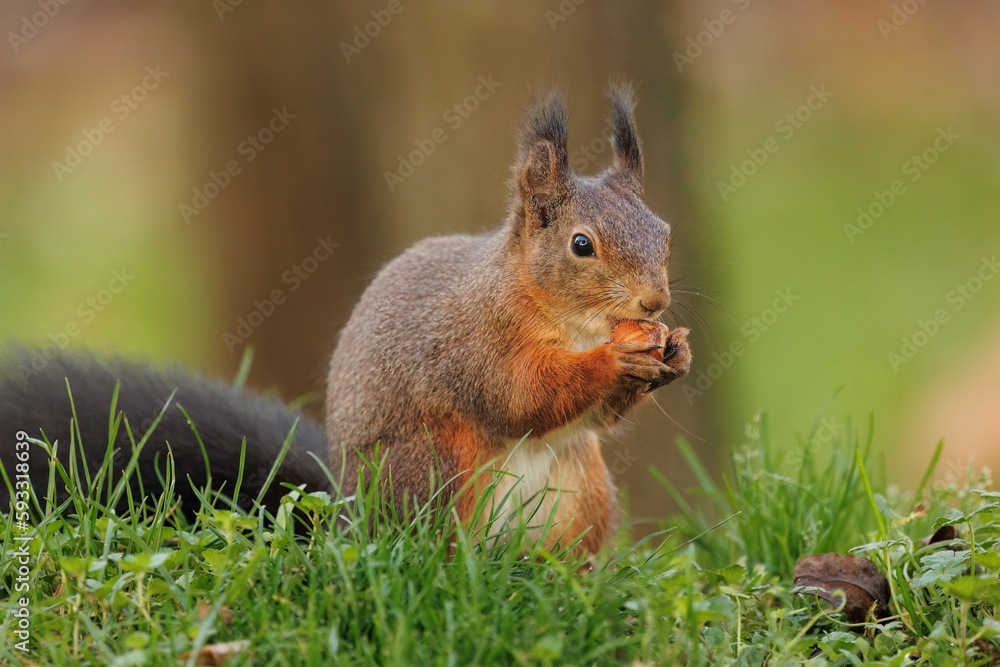 Closeup shot of the small squirrel eating nuts on the green grass Closeup shot of the small squirrel eating nuts on the green grass