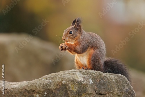 Closeup shot of the small squirrel eating nuts on the rock