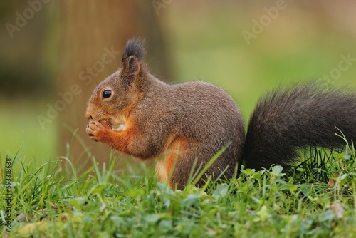 Closeup shot of the small squirrel eating nuts on the green grass