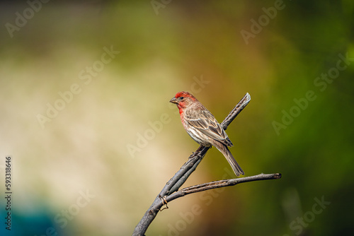 fenches on branch