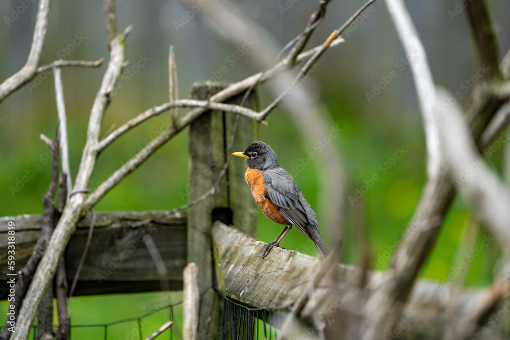 robin on branch robin on branch