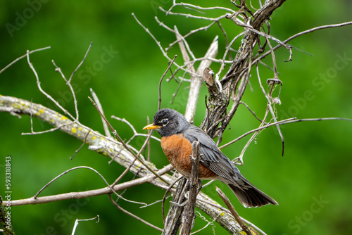 robin on a branch