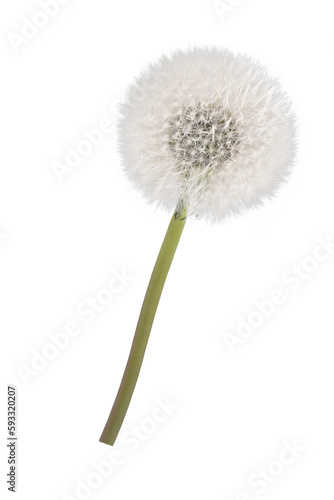 white isolated dandelion in spring