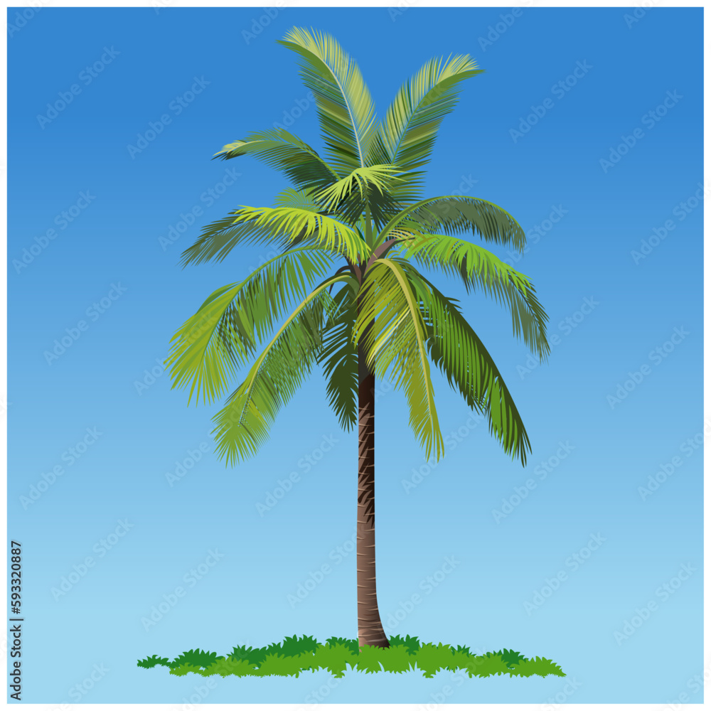 Naklejka premium Vector illustration, coconut tree or palm tree.