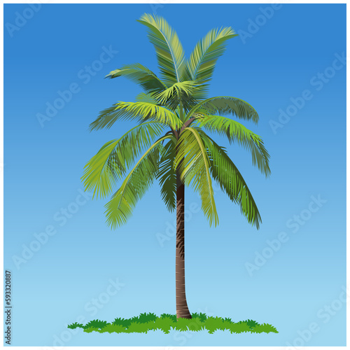 Vector illustration, coconut tree or palm tree.