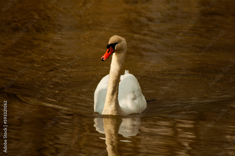 Fototapeta premium beautiful swan swims on the lake