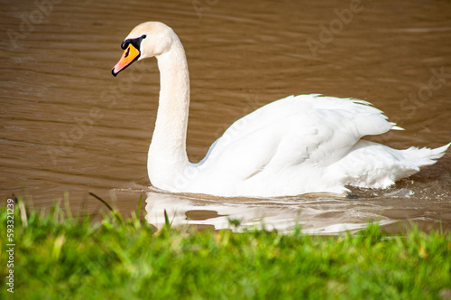 Fototapeta Naklejka Na Ścianę i Meble -  beautiful swan swims on the lake
