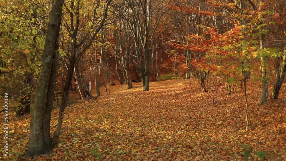 Zoom in into a dense forest in fall colors covered in autumn foliage, fallen leaves Zoom in into a dense forest in fall colors covered in autumn foliage, fallen leaves