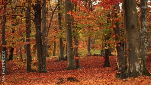 Cinematic shot of autumn leaves falling into the foliage in the forest in fall colors from the wind
