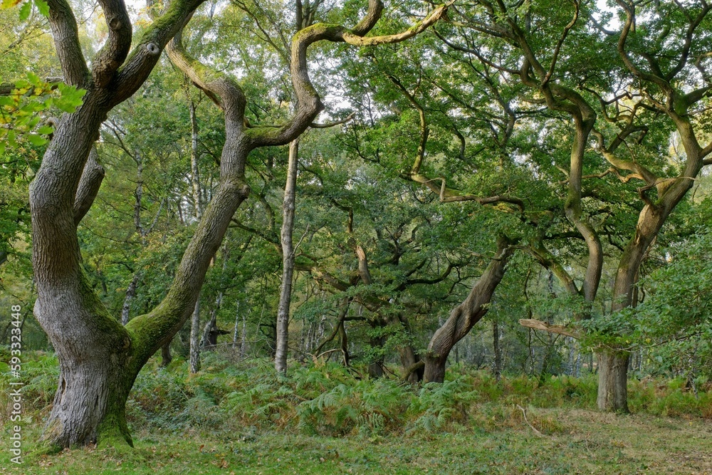 Oak trees at Brocton Coppice, England in early evening light