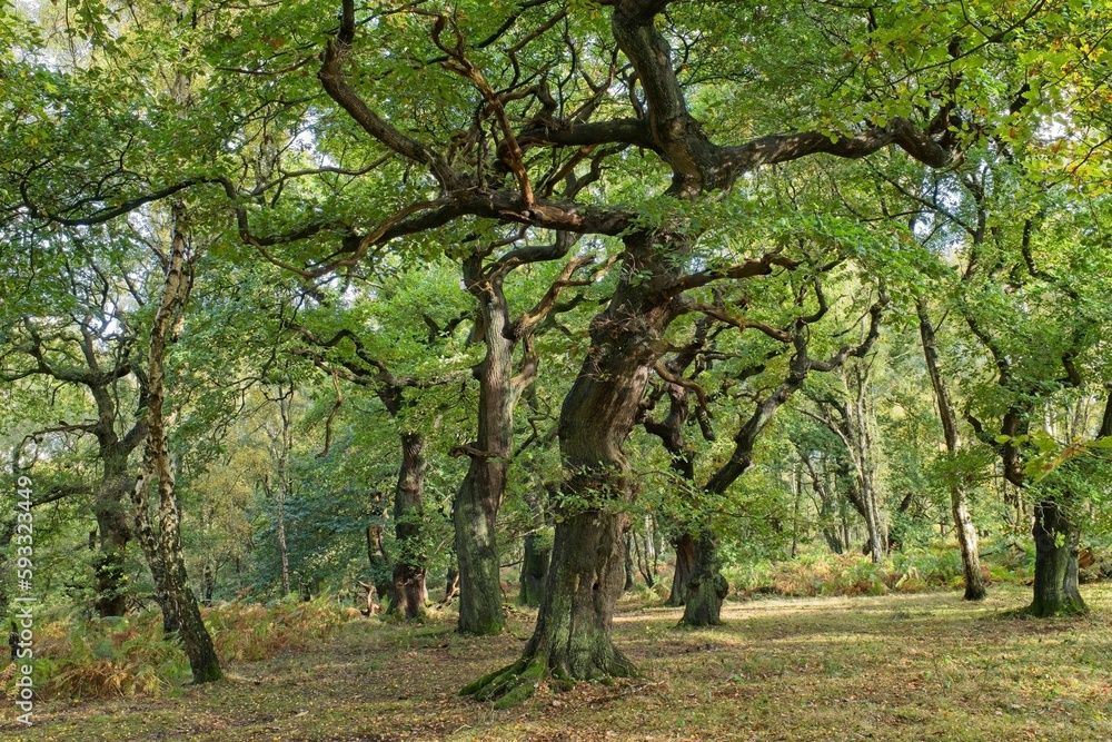 Oak trees at Brocton Coppice, England in early evening light Oak trees at Brocton Coppice, England in early evening light