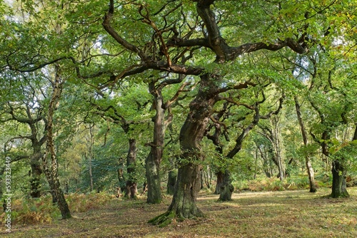 Oak trees at Brocton Coppice  England in early evening light