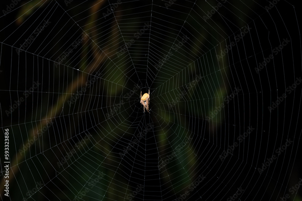 Small yellow spider sit on web Small yellow spider sit on web