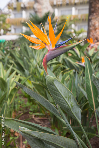 Nature and landscape architecture in Madeira, Portugal-Bird of paradise plant (Strelitzia reginae) with its gorgeous colourful flower which looks like the beak of an exotic bird, blurred background