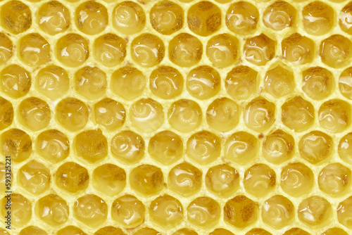 bee larvae