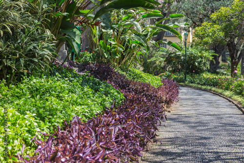 Nature, garden and landscape architecture in Madeira, Portugal-Park with beautiful lush green tropical and subtropical plants along the sidewalk in the centre of Funchal photo