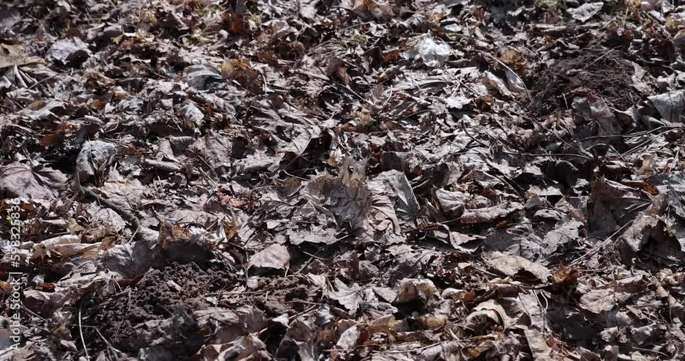 old leaves fallen in autumn on the ground in the spring season, old dry foliage of deciduous trees in spring old leaves fallen in autumn on the ground in the spring season, old dry foliage of deciduous trees in spring