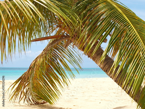 Coconut Tree in the Caribbean