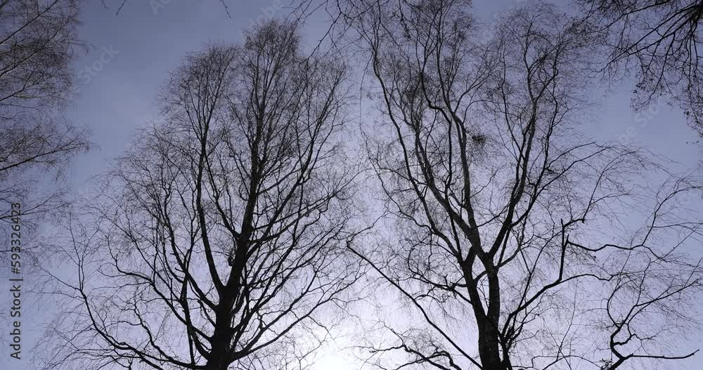 Bare trees in sunny spring weather, bare deciduous trees without foliage on a bright sunny day in spring Bare trees in sunny spring weather, bare deciduous trees without foliage on a bright sunny day in spring