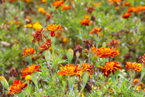 red and yellow flowers. orange flowers in the garden. beautiful flowers among the green plants.