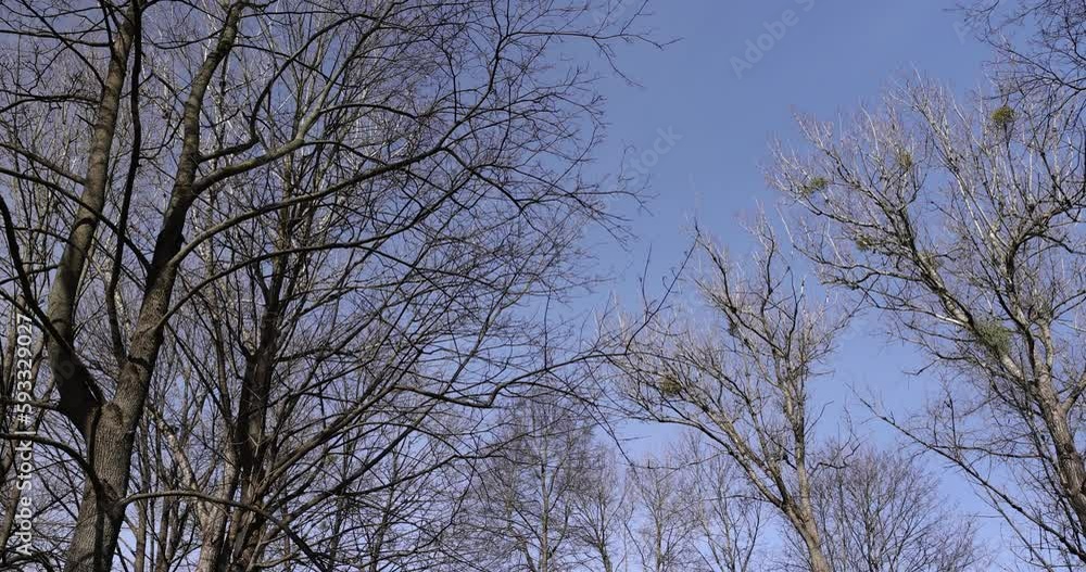 Bare trees in sunny spring weather, bare deciduous trees without foliage on a bright sunny day in spring Bare trees in sunny spring weather, bare deciduous trees without foliage on a bright sunny day in spring