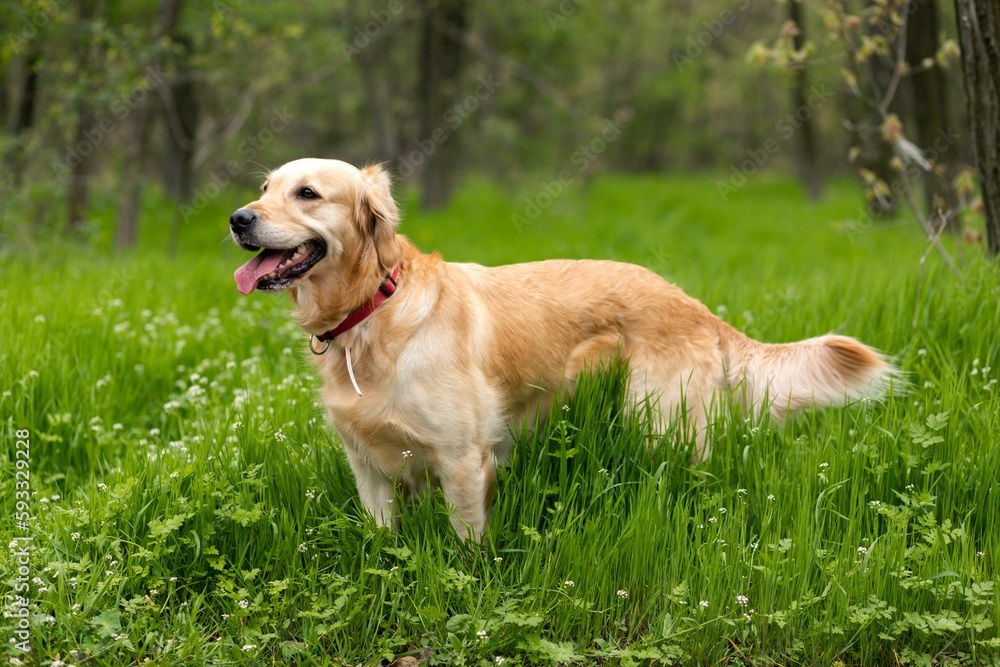 A Golden retriever on the green spring grass A Golden retriever on the green spring grass