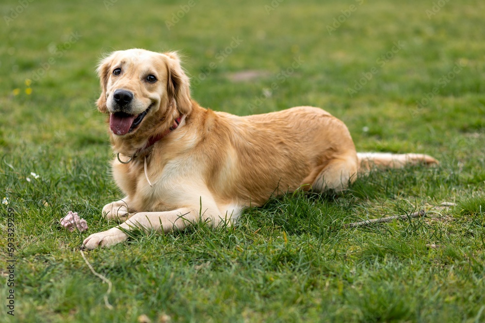 A Golden retriever on the green spring grass