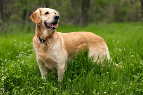 A Golden retriever on the green spring grass