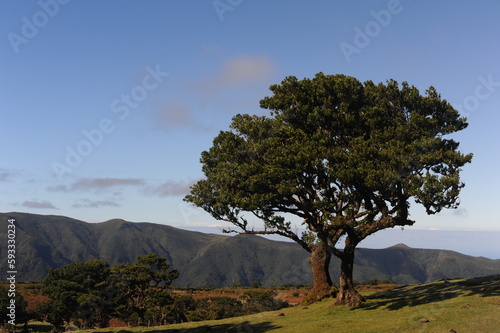 Laurel tree in laurel forest or laurissilva in evergreen forest in Madeira Natural Park Unesco World Heritage Site on Madeira island  Portugal