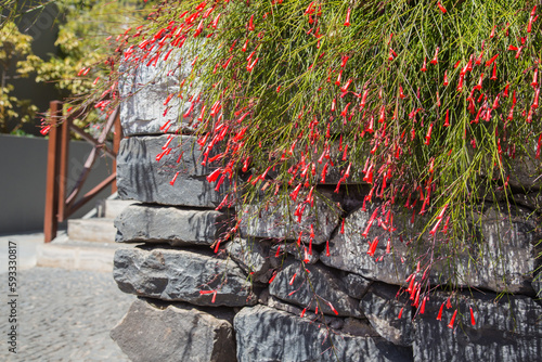 Nature, garden and landscape architecture in Madeira, Portugal-Russelia equisetiformis or color fountain plant with orange blossoms decorating a wall of volcanic stones along a stairway photo