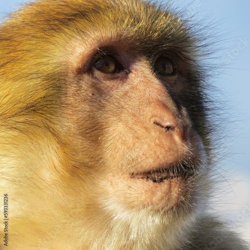 close up portrait of a Barbary macaque female – macaca sylvanus in gibraltar