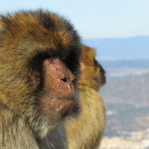close up portrait of a Barbary macaque male – macaca sylvanus in gibraltar 