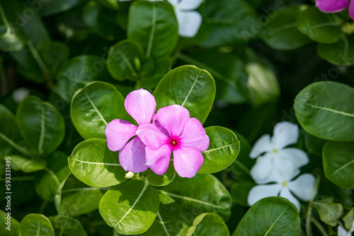 Wallpaper Mural Close up Catharanthus roseus or madagascar periwinkle purple flowers blooming in garden