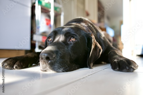 Photography Old sleepy, lazy black labrador retriever dog in a house in a sunday morning sunrays