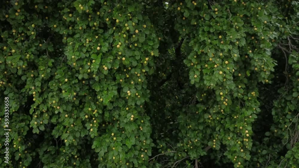 juá - canopy of the juazeiro tree loaded with ripe fruits juá - canopy of the juazeiro tree loaded with ripe fruits