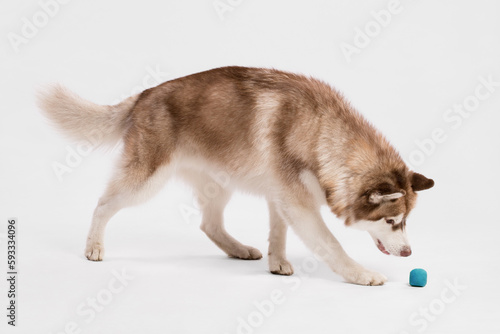 cute red siberian husky dog walking up to a blue rubber ball on the floor in the studio on a white background