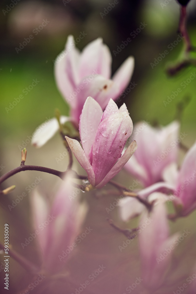 Fototapeta premium Magnolie