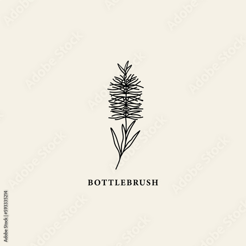 Line art bottlebrush flower illustration