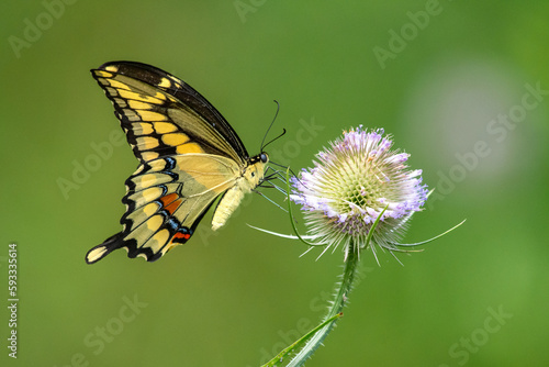 Eastern Giant Swallowtail (Heraclides cresphontes) butterfly