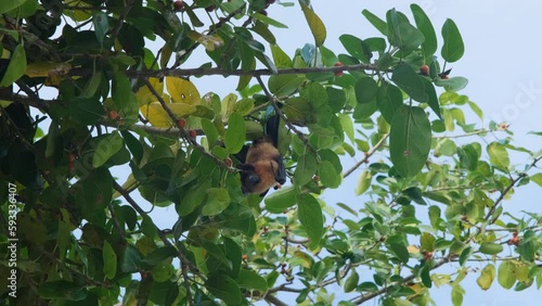 Fruit bat or flying fox (Pteropus giganteus) eating something on a tropical tree. Tropical nature and wildlife concept photo