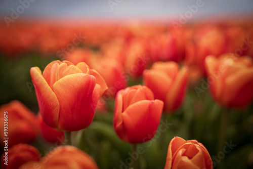 tulips in a field