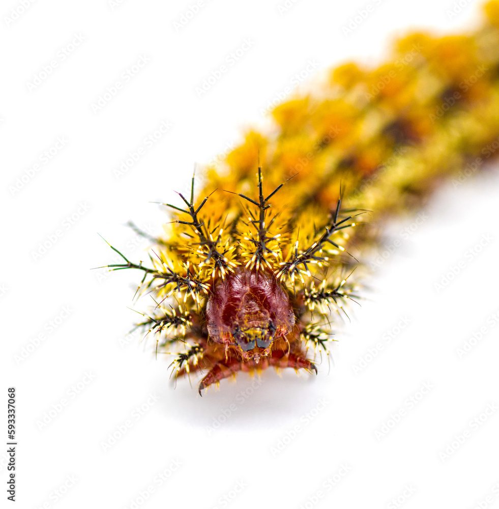 buck moth caterpillar Hemileuca maia Saturniidae, the giant silkworm family, poisonous hairs