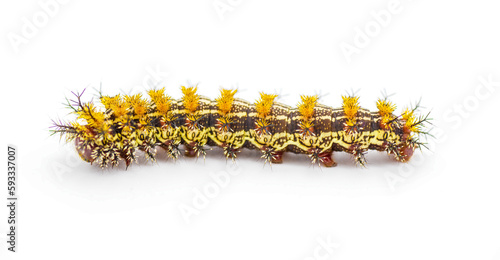 buck moth caterpillar- Hemileuca maia - Saturniidae, the giant silkworm family, poisonous hairs or spines are hollow and connected to poison glands isolated on white background. Side view