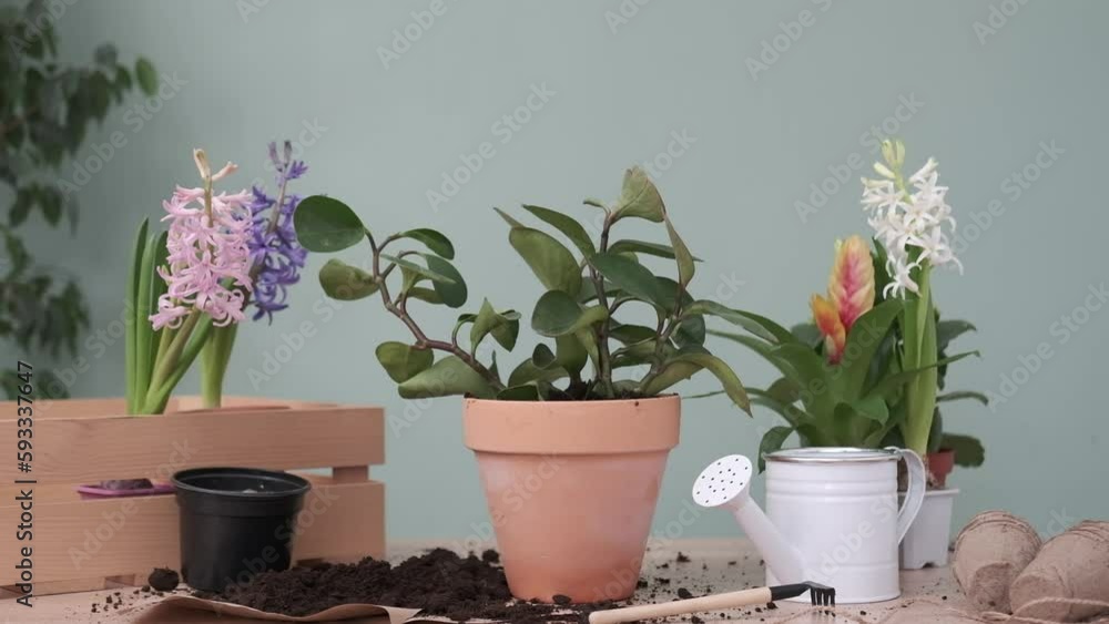  Spring gardening with blooming colorful hyacinths and diffrent flowers in pots for planting on wooden table.