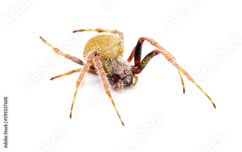 female Tropical orb weaver spider - Eriophora ravilla - isolated cutout on white background.  Front side profile view photo