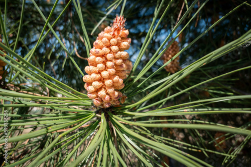Pinhas masculinas (Pinus sylvestris). O pólen de pinheiro é um alérgeno agressivo photo